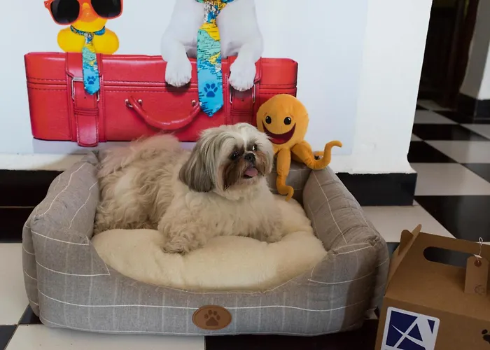Azuline Hotel Galfi (Adults Only) San Antonio Abad admite animales